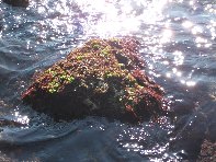 i Trezza-20110311 021